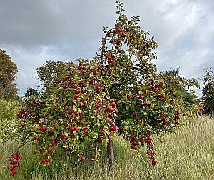 Apfelbaum Lohnmosterei Gaedebehn